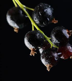  告别“盛夏”肌，黑加仑籽油的养肤秘密 