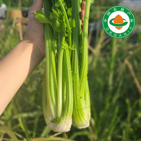 【榨汁推荐】云南良道有机西芹 枝干粗壮粗纤维少更适合榨汁顺丰包邮