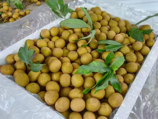 新鲜龙眼，现摘现发，口感脆甜，小核 商品图1