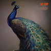 太铜 手工錾刻 铜雕画《吉祥孔雀》客厅玄关沙发背景墙装饰画 商品缩略图3