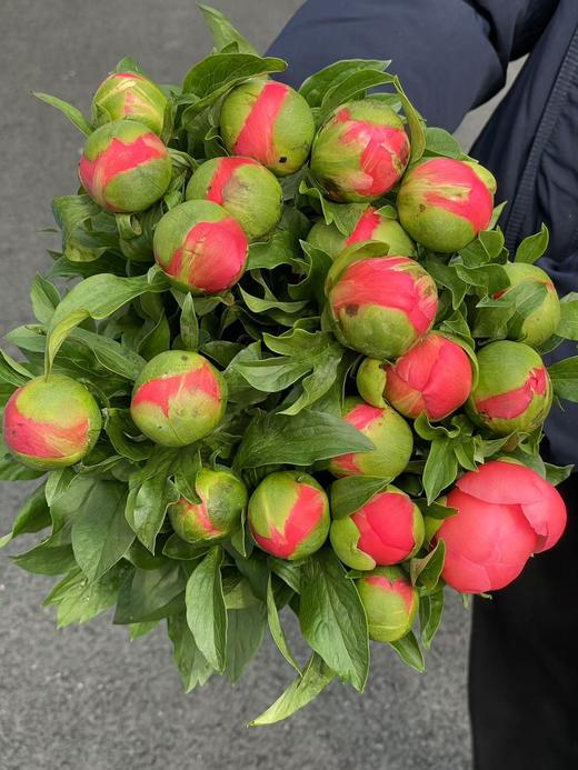 新西兰进口西瓜红落日珊瑚芍药花 商品图2