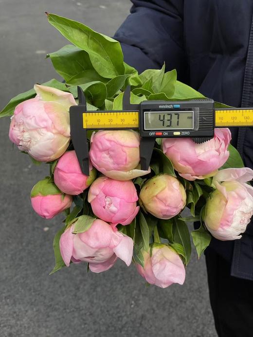 精品花材凯瑟琳娜芍药花5支 商品图6