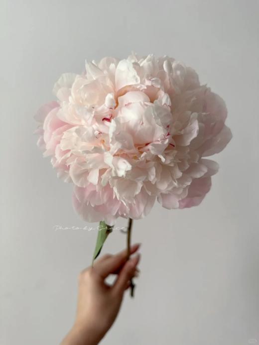 精品花材凯瑟琳娜芍药花5支 商品图1