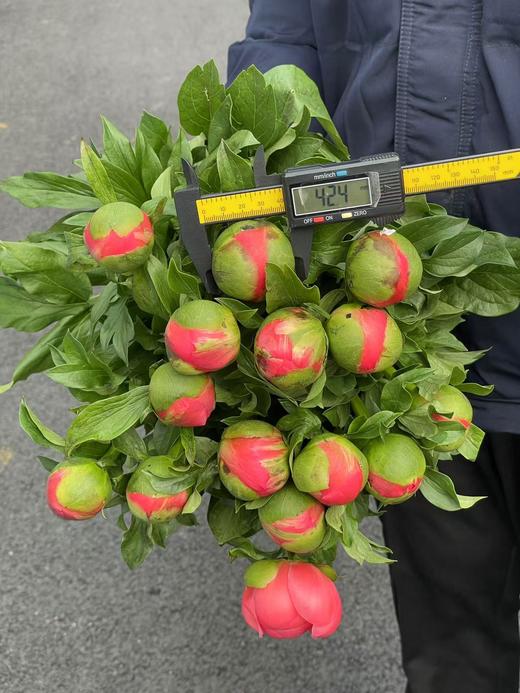 新西兰进口西瓜红落日珊瑚芍药花 商品图1