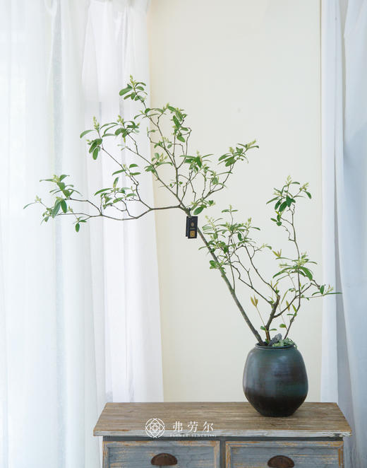 黑盆造型春花 商品图0