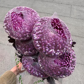 丰岛牡丹菊-酱紫色（布朗尼紫）