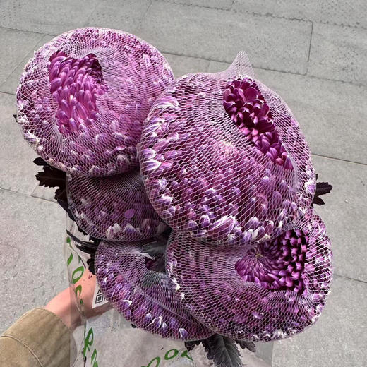 丰岛牡丹菊-酱紫色（布朗尼紫） 商品图0