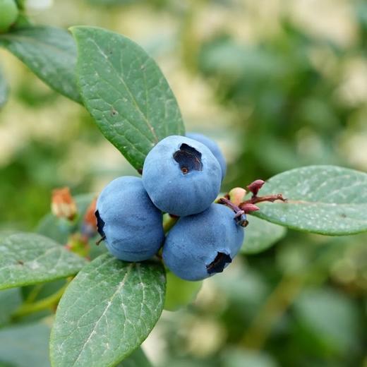云南基地直采 L25花香蓝莓 商品图2