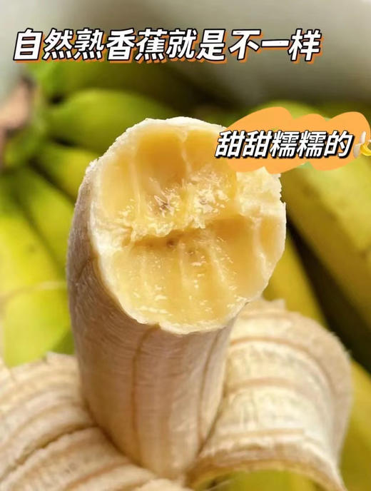 【天宝香蕉】正宗现割零添加新鲜当季水果非米蕉芭蕉红蕉 商品图1
