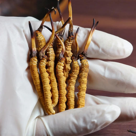 藏秘5200那曲干冬虫夏草 商品图4