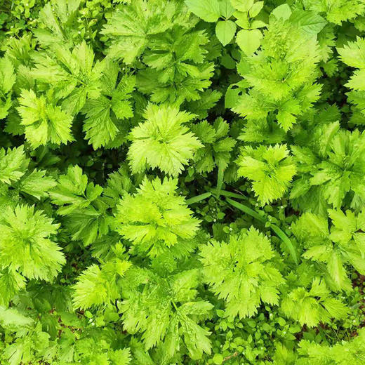 【榨汁推荐】云南良道有机西芹 枝干粗壮粗纤维少更适合榨汁顺丰包邮 商品图1