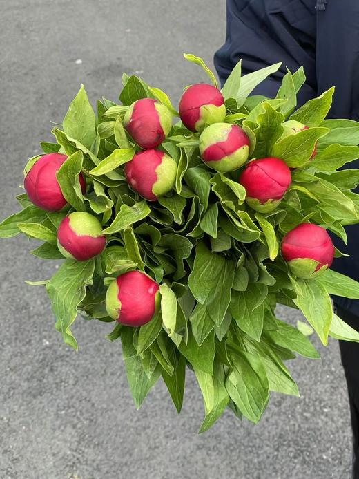 新西兰进口品种红色魅力芍药花 商品图10