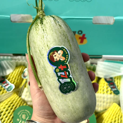 博洋9号蜜瓜 山东 羊角蜜一件6-8左右个重4斤 商品图2