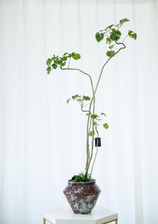 造型福禄桐 商品图0