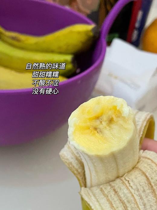 【满2件减5元】天宝香蕉 树上自然8成熟无农残不打除草剂不打膨大剂自然生长两干多年种植历史 商品图8