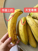 【天宝香蕉】正宗现割零添加新鲜当季水果非米蕉芭蕉红蕉 商品缩略图3