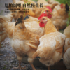 八乡山高山散养150-220天以上的灵芝鸡，当天现杀锁鲜（剁好派送）原汁原味 商品缩略图1