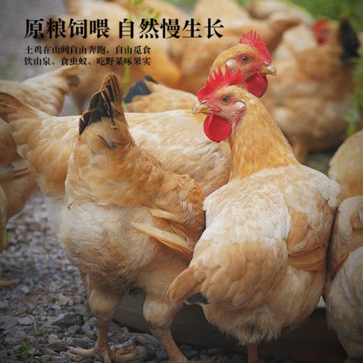 八乡山高山散养150-220天以上的灵芝鸡，当天现杀锁鲜（剁好派送）原汁原味 商品图1