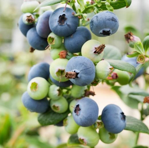 云南基地直采 L25花香蓝莓 商品图4