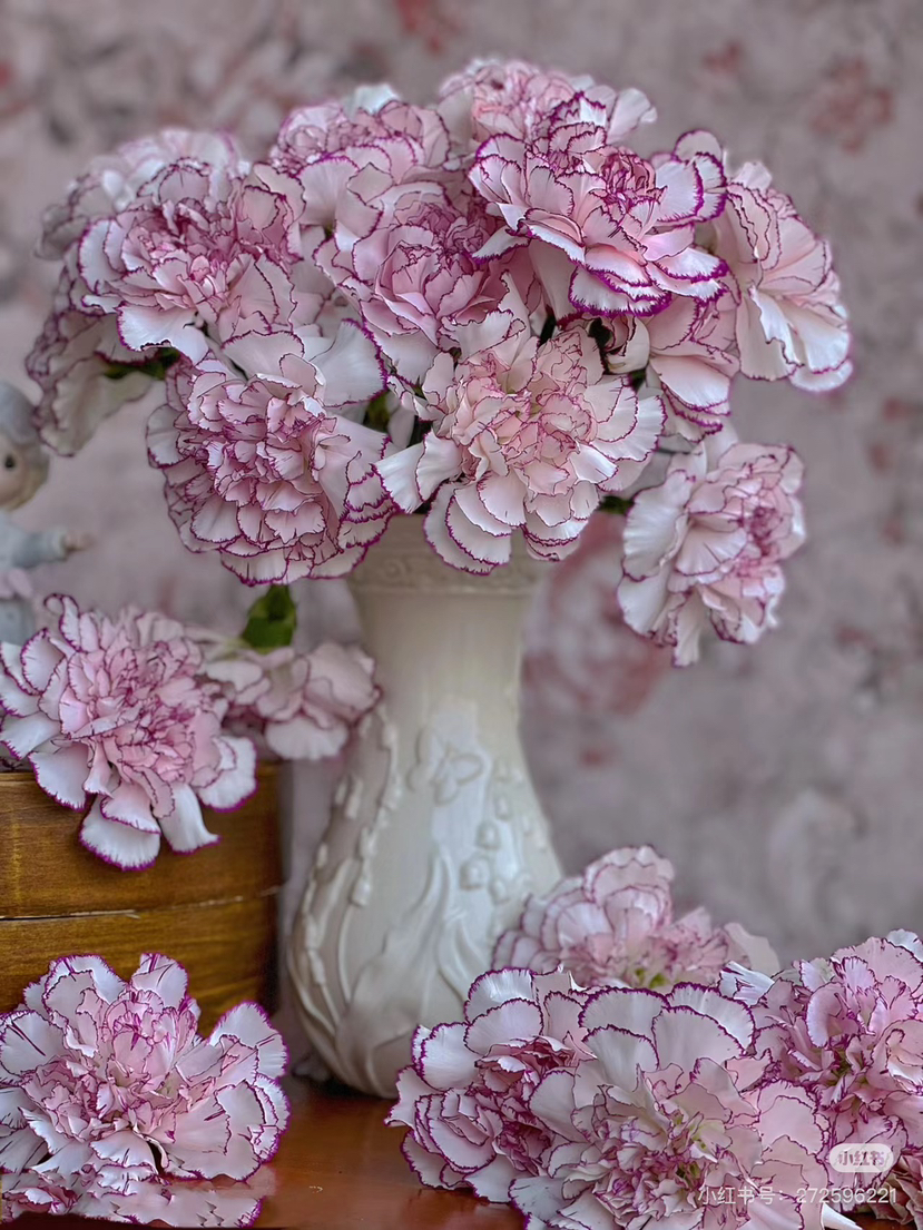 预售15号到货，紫精灵康乃星 一扎20支 支长60厘米，