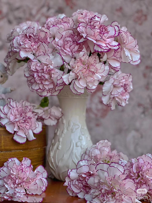 预售15号到货，紫精灵康乃星 一扎20支 支长60厘米， 商品图0