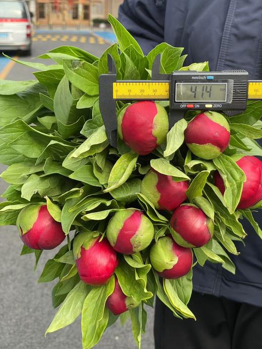 新西兰进口品种红色魅力芍药花 商品图2