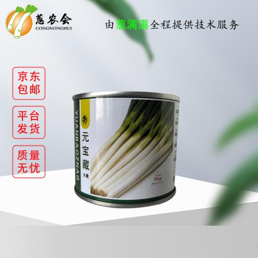 【种子】元宝藏大葱 商品图0