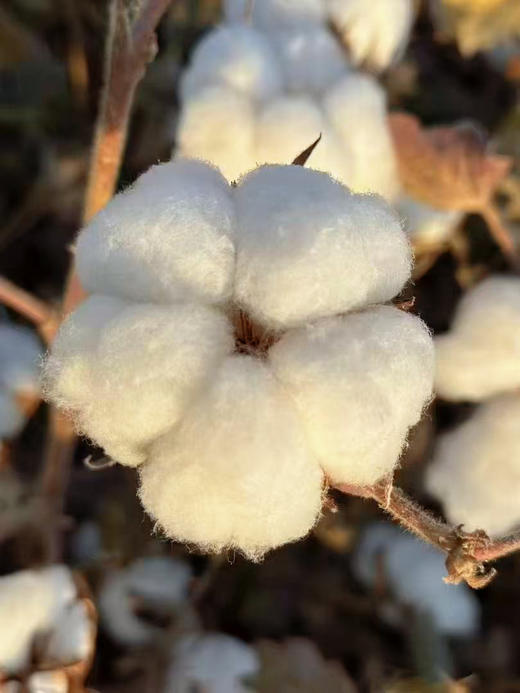 【暖冬推荐】纯天然优质新疆棉花保暖裤| 2两棉（100克） | 男女同款| 柔软有弹力 |可机洗 |内搭睡觉穿满足多场景 商品图5