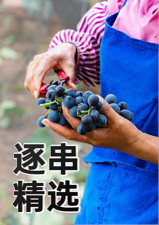 【捡漏福利】云南红老树5星干红葡萄酒13度750ml弥勒酒庄 商品图3