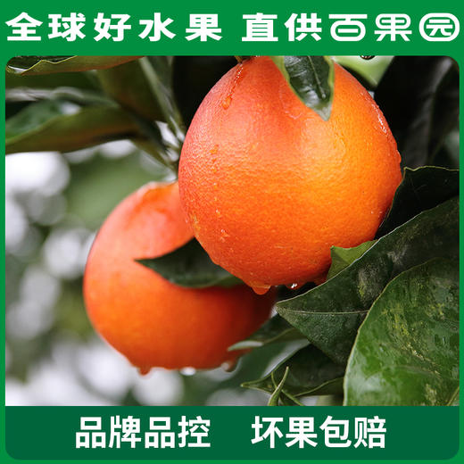 PAGODA百果园 万州玫瑰香橙（大）10斤礼盒装 商品图4