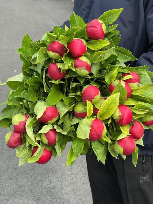 新西兰进口品种红色魅力芍药花 商品图3