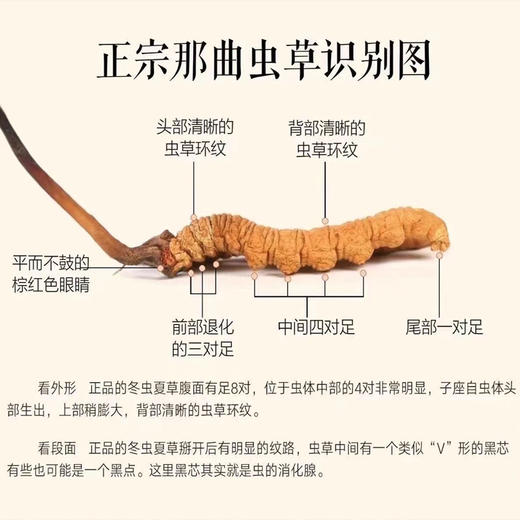 藏秘5200那曲干冬虫夏草 商品图6