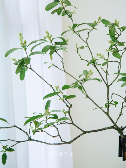 黑盆造型春花 商品图1