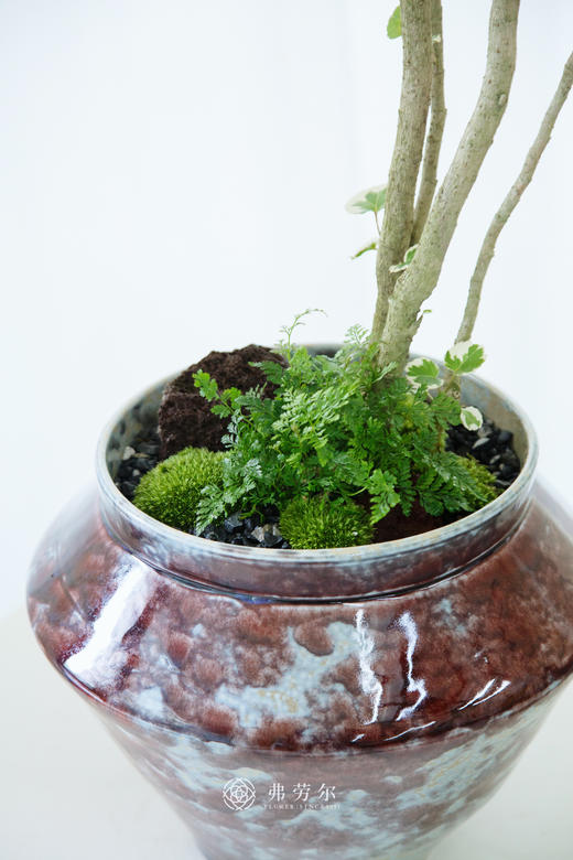 造型福禄桐 商品图2