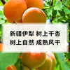 雪莲山·树上干杏250g  杏香浓郁  酸甜糯口 商品缩略图2