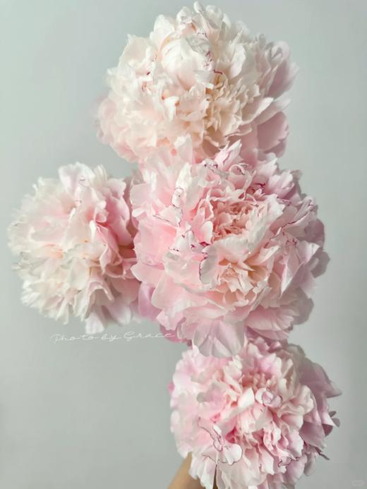 精品花材凯瑟琳娜芍药花5支 商品图2