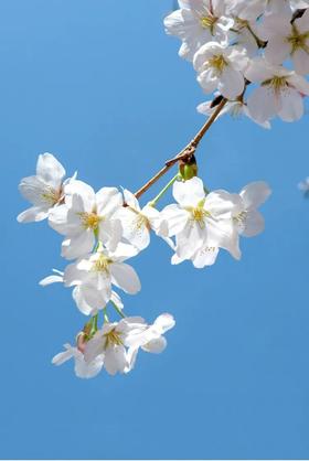  Omega-3脂肪酸，灭“春火”怎么吃？ 