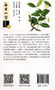 每日一学草药④ 商品缩略图3