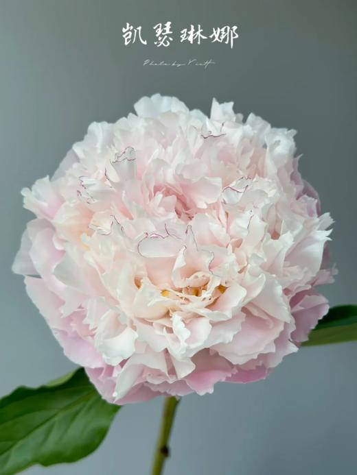 精品花材凯瑟琳娜芍药花5支 商品图3