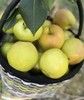 【BF】特级香梨一盒约600g 商品缩略图0