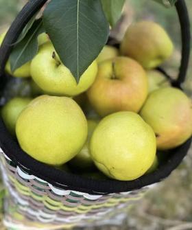 【BF】特级香梨一盒约600g