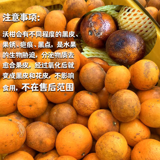 生态沃柑（广西，中通） | 合作生产*Eco-orah | Partner Production 商品图1