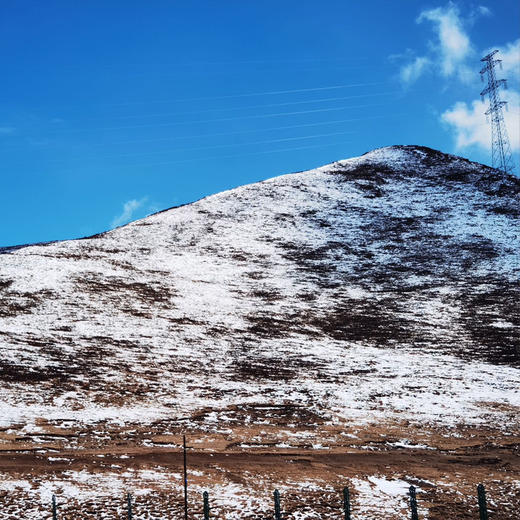 藏秘5200那曲干冬虫夏草 商品图5