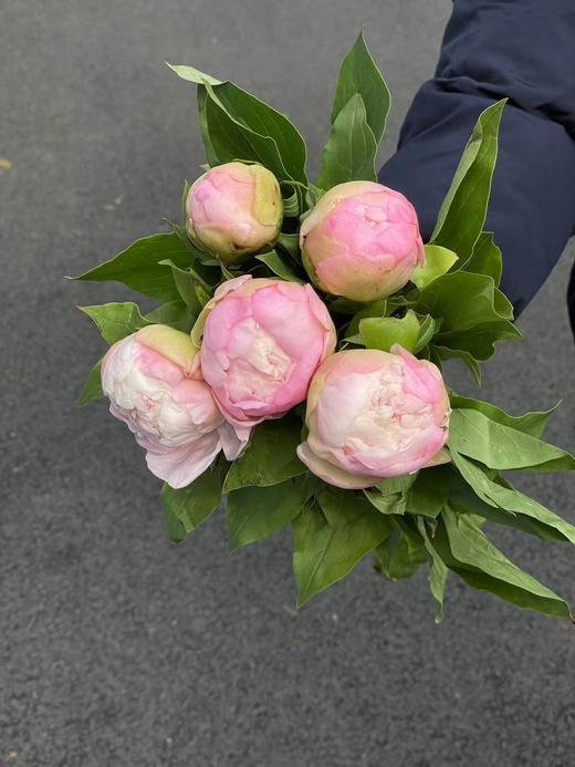 精品花材凯瑟琳娜芍药花5支 商品图5