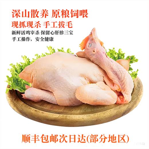 八乡农嫂散养150-220天以上的泉水鸡、当天现杀锁鲜（整只配送）原汁原味 商品图5