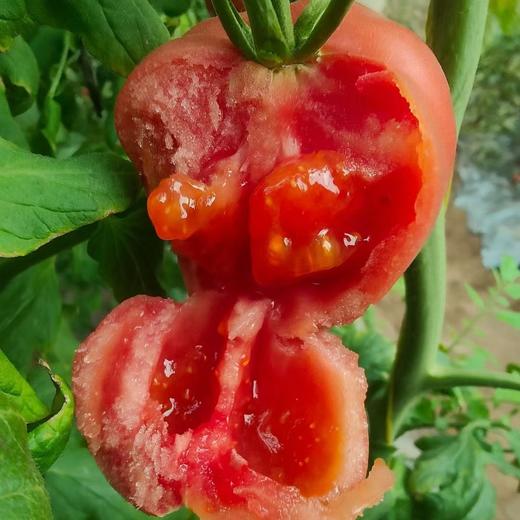 【美味生鲜丨普罗旺斯水果西红柿4.5斤装】 高标准培育，自然成熟无激素，当日采摘发货，确保番茄新鲜度，果香浓郁沙瓤多汁，皮薄肉厚，汁水丰沛，孕妇宝宝都能吃，满口都是小时候的味道 商品图6