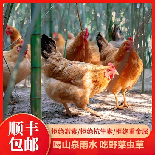 八乡农嫂散养150-220天以上的泉水鸡、当天现杀锁鲜（整只配送）原汁原味 商品图4