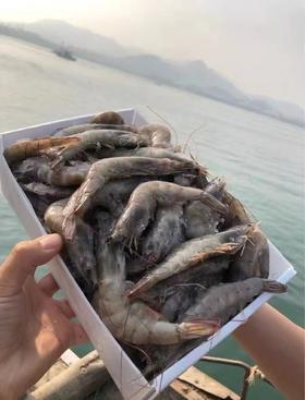 【生鲜-口碑爆款】青岛盐冻大虾净重3.4斤 国产青岛大虾 青岛直发 顺丰京东包邮 多规格选择 {冷冻生鲜食品请及时签收}48-72小时发货 勿催单