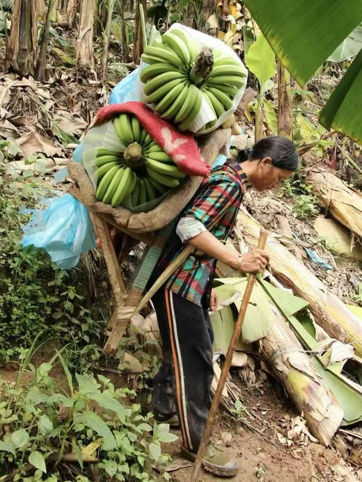 【天宝香蕉】正宗现割零添加新鲜当季水果非米蕉芭蕉红蕉 商品图7