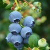 云南基地直采 L25花香蓝莓 商品缩略图0